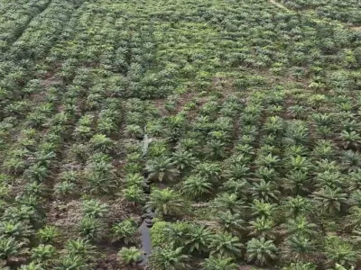 Kebun Sawit 153370 A01