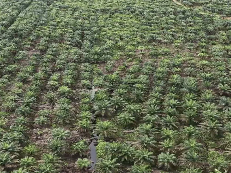 Kebun Sawit 153370 A01