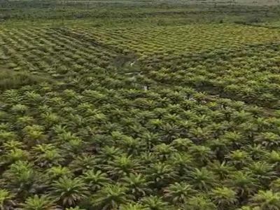 Kebun Sawit 153370 A05