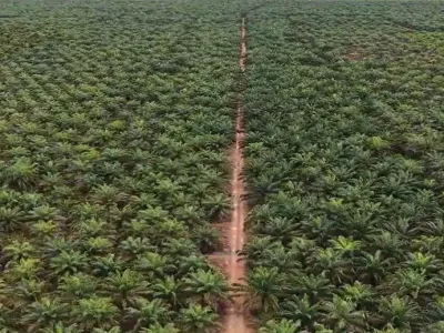 Kebun Sawit 153370 A06