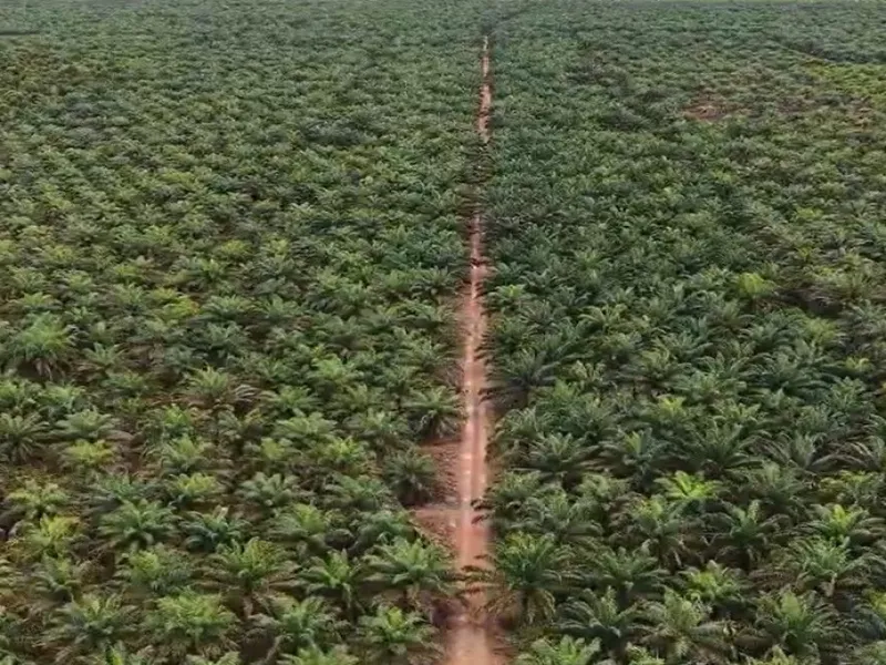 Kebun Sawit 153370 A06