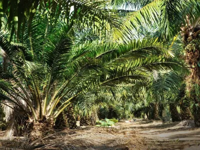 Kebun Sawit 153370 A03