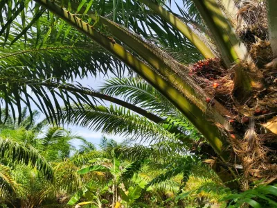 Kebun Sawit 153370 A05