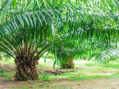 Kebun Sawit 153370 A06