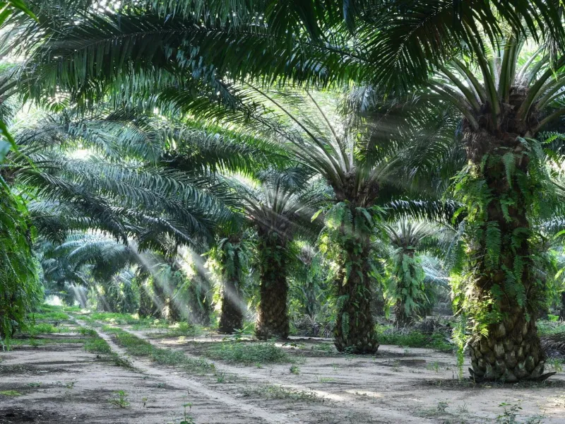 Kebun 153370 B06 B07