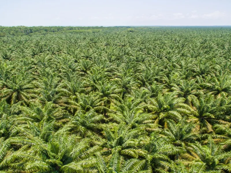 Kebun Sawit 153370 A02