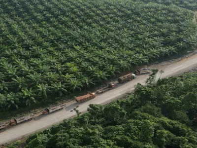 Kebun Sawit 153370 B07