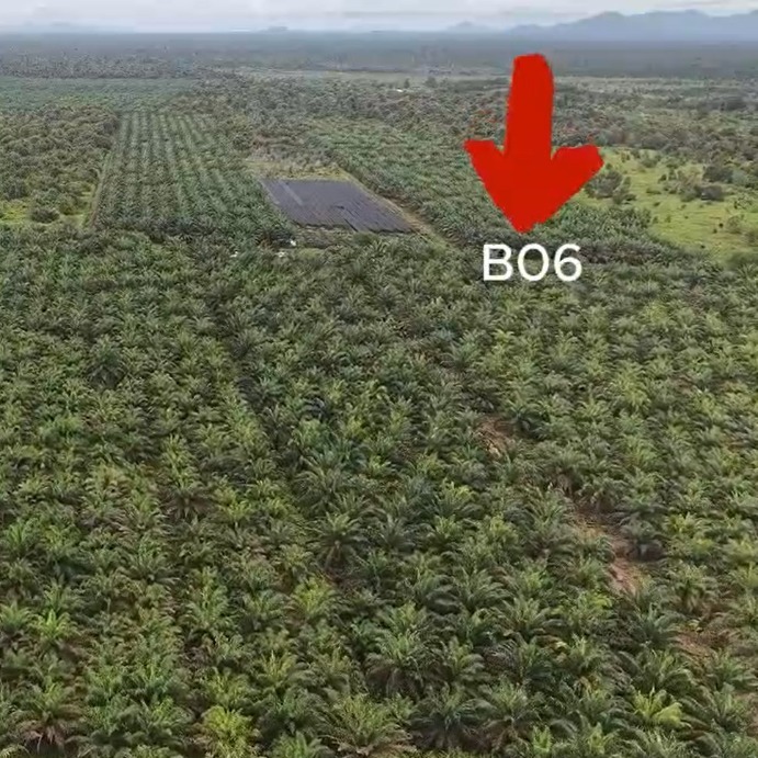 Kebun 153370 B06 B07