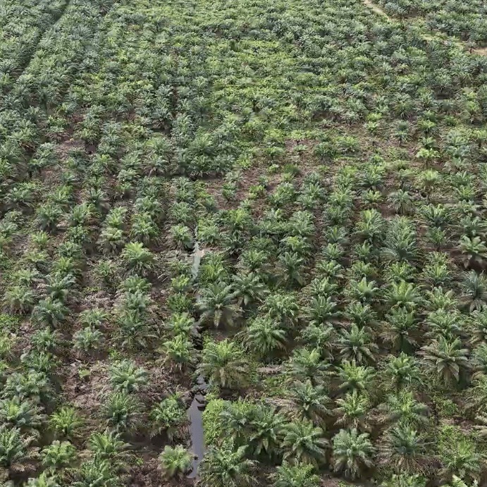 Kebun Sawit 153370 A01