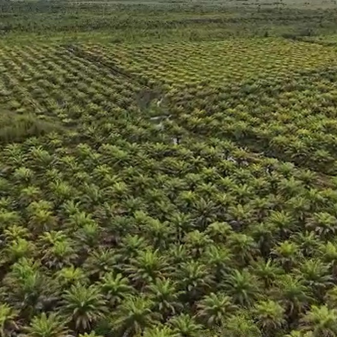 Kebun Sawit 153370 A05