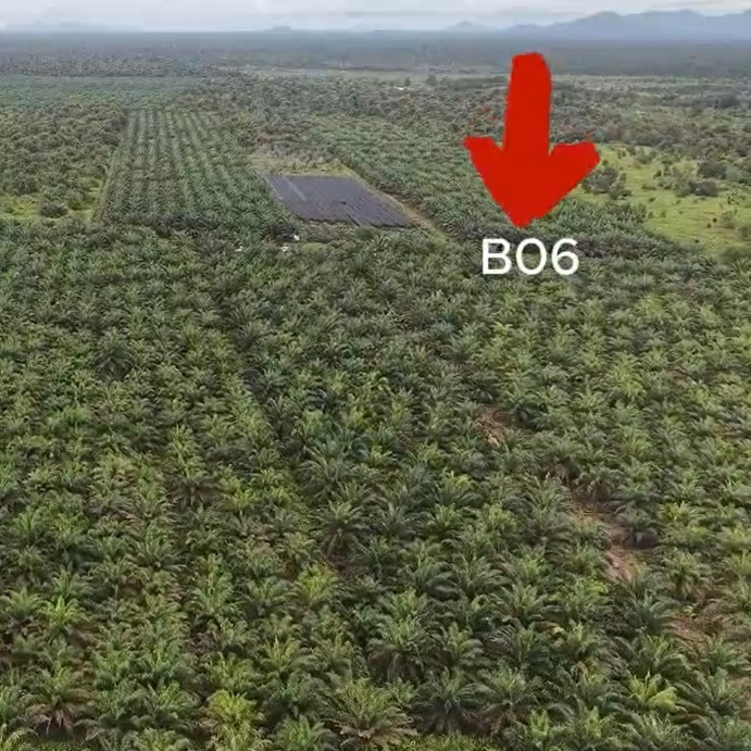 Kebun 153370 B06 B07